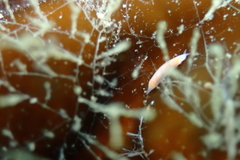 Vorticeros praedatorium