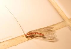 Dysochrysa furcata