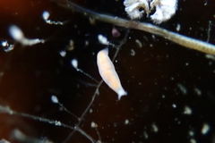 Vorticeros praedatorium