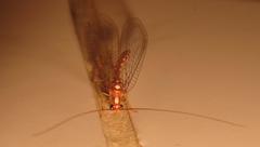 Dysochrysa furcata
