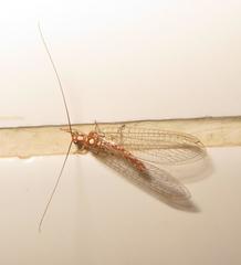 Dysochrysa furcata