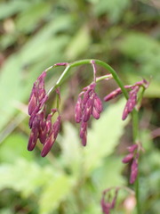 Notoseris melanantha