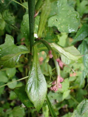 Notoseris melanantha