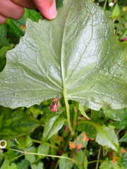 Notoseris melanantha