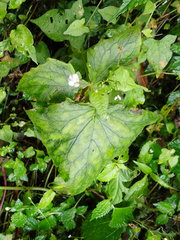 Notoseris melanantha