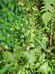 Notoseris melanantha