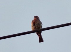 Haemorhous mexicanus