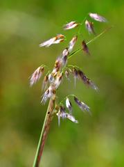 Melinis repens repens