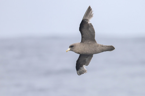 Fulmar boréal