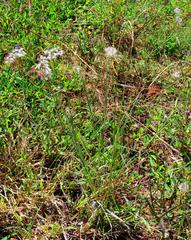 Melinis repens repens