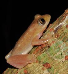 Afrixalus fornasini
