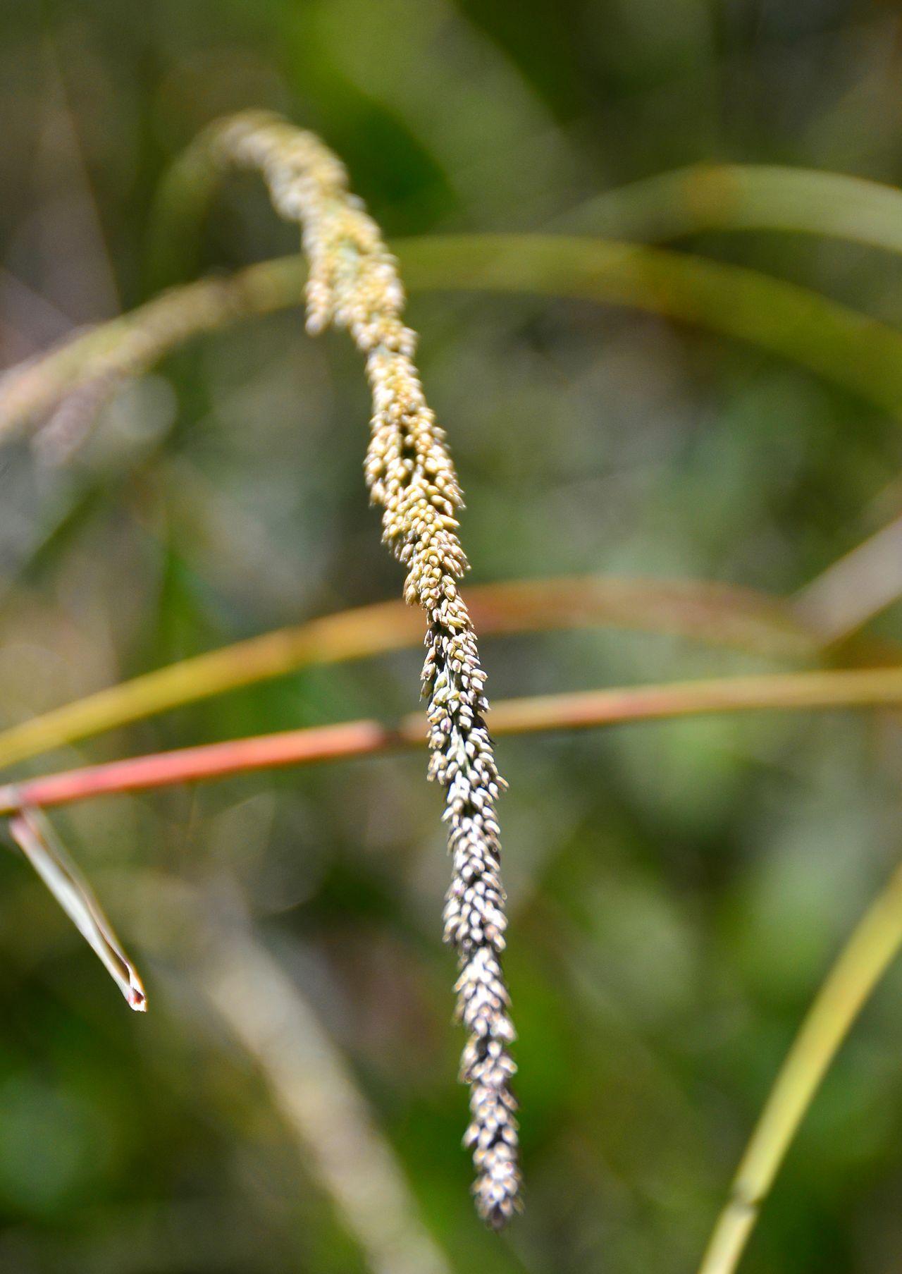Sporobolus africanus