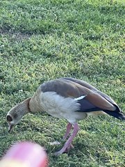 Alopochen aegyptiaca