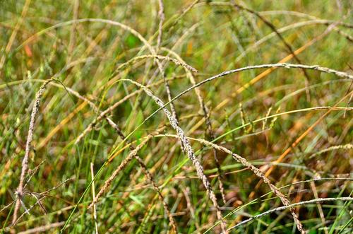 Sporobolus africanus