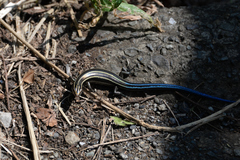 Plestiodon finitimus