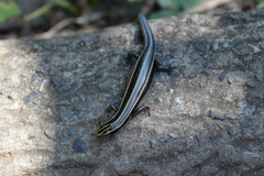 Plestiodon finitimus