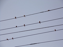 Haemorhous mexicanus