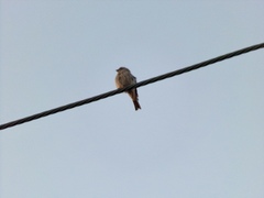 Haemorhous mexicanus