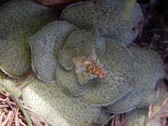 Crassula hemisphaerica
