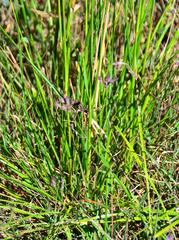 Triraphis andropogonoides