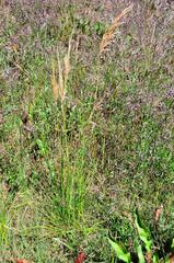 Triraphis andropogonoides