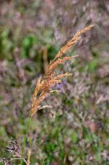 Triraphis andropogonoides