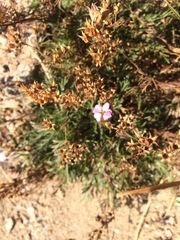 Chamaerhodos grandiflora