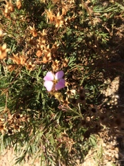 Chamaerhodos grandiflora