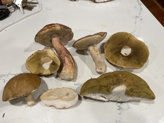Boletus aurantioruber