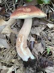 Boletus aurantioruber