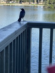 Corvus brachyrhynchos