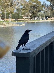 Corvus brachyrhynchos