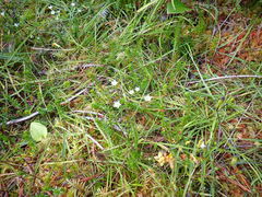 Gentiana douglasiana