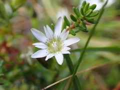 Gentiana douglasiana