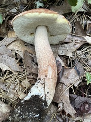 Boletus aurantioruber