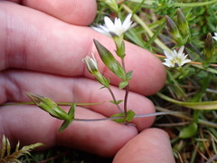 Gentiana douglasiana