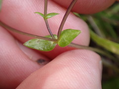 Gentiana douglasiana