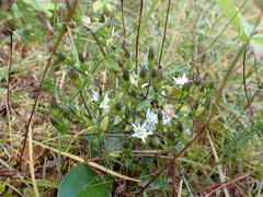 Gentiana douglasiana