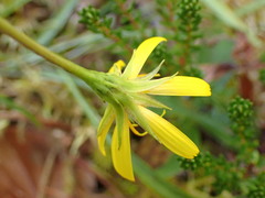 Microseris borealis