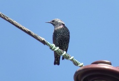 Sturnus vulgaris