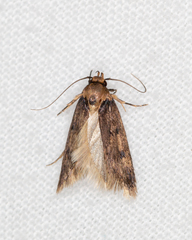 Sphyrelata nefanda