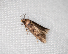 Sphyrelata nefanda