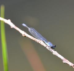 Pseudagrion salisburyense