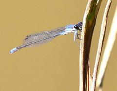 Pseudagrion salisburyense