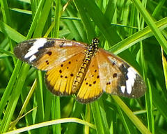 Acraea encedon encedon