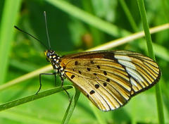 Acraea encedon encedon