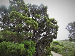 Callitris drummondii