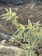 Corchorus kirkii