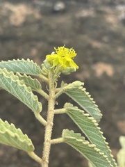 Corchorus kirkii