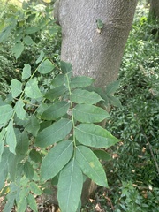 Cladrastis platycarpa